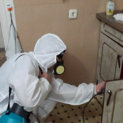 Дезинфекция от муравьев в квартире в Дятьково